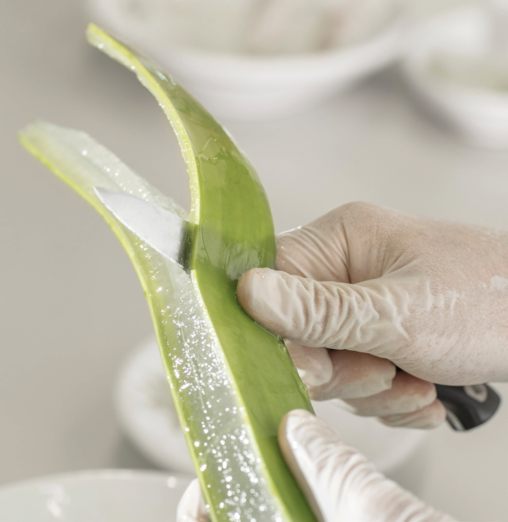 Aloe Cut