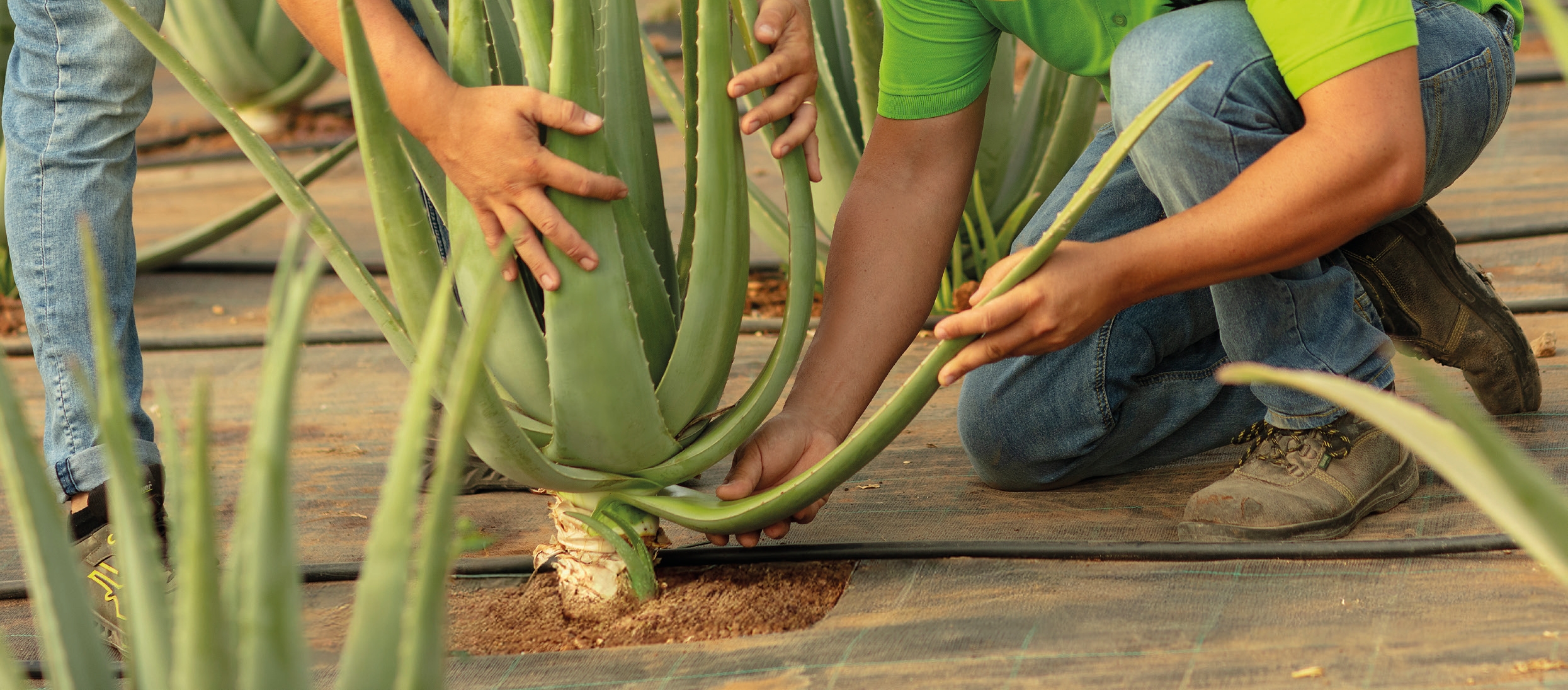 Aloe Workers